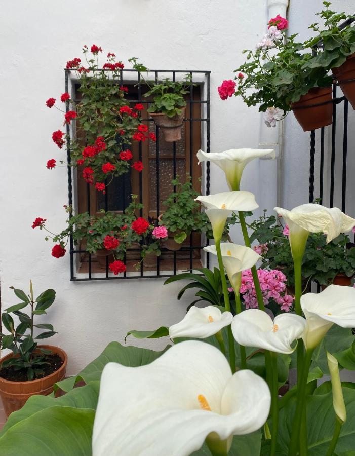 El Patio De Regina Apartment Cordoba Exterior photo